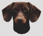 (image for) Chocolate and Tan Dachshund